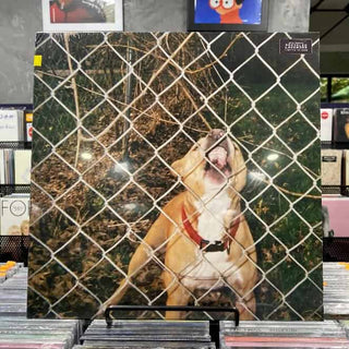 KNOCKED LOOSE Pop Culture Vinyl (Recycled Lavender, 12', 1LP)US